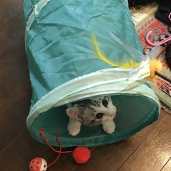 デストロイヤーおとめ