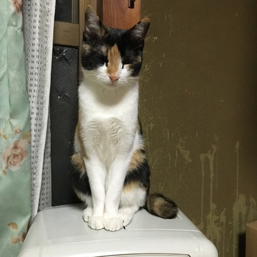 の写真