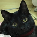 ジジ似の黒猫☆くりくりお目目のビビリ君♪５ヶ月齢