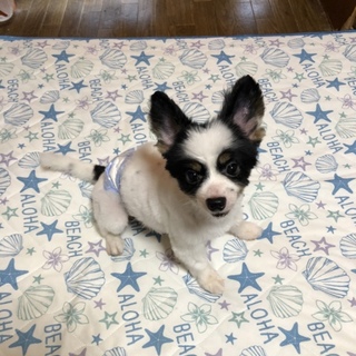 ☆パピヨン男の子☆