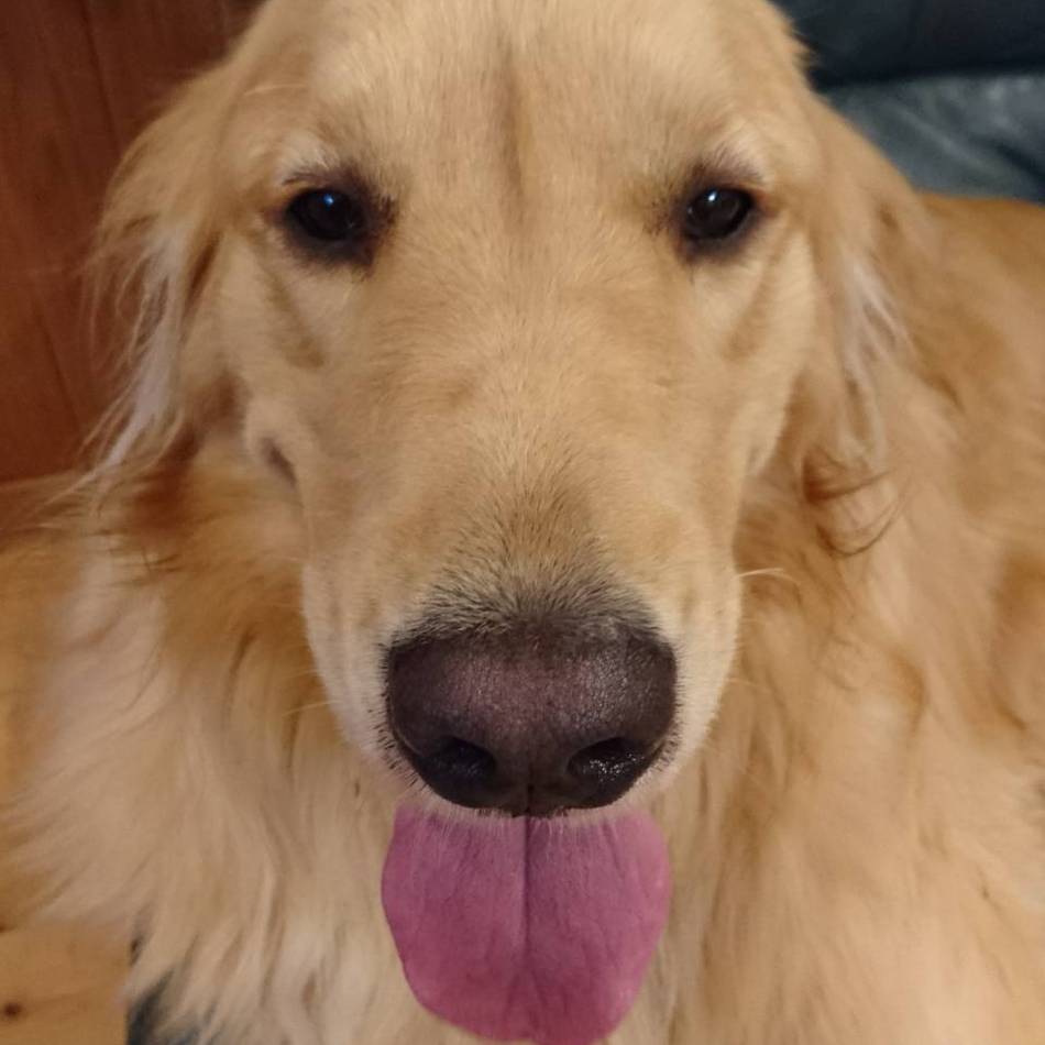 岡本こじろうのカバー写真