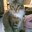 長毛可愛いアイリスちゃん