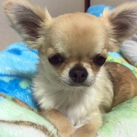 BoA