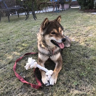 元気な甘えん坊のチョコ君。とても賢い柴犬です！