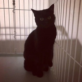 ☆黒猫ちゃん里親募集☆