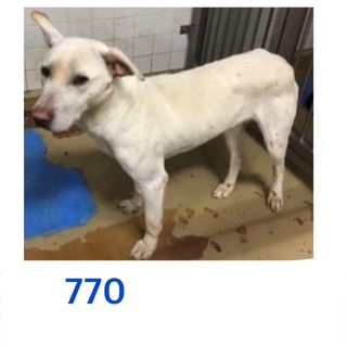 里親決定しました。