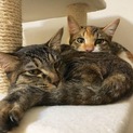 ミケ&キジのおっとり姉妹(=^･ω･^=)＊