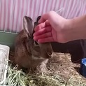 保護うさぎ：おっとり女子まきばちゃん（メス）