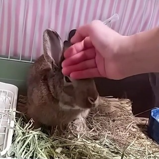 保護うさぎ：おっとり女子まきばちゃん（メス）