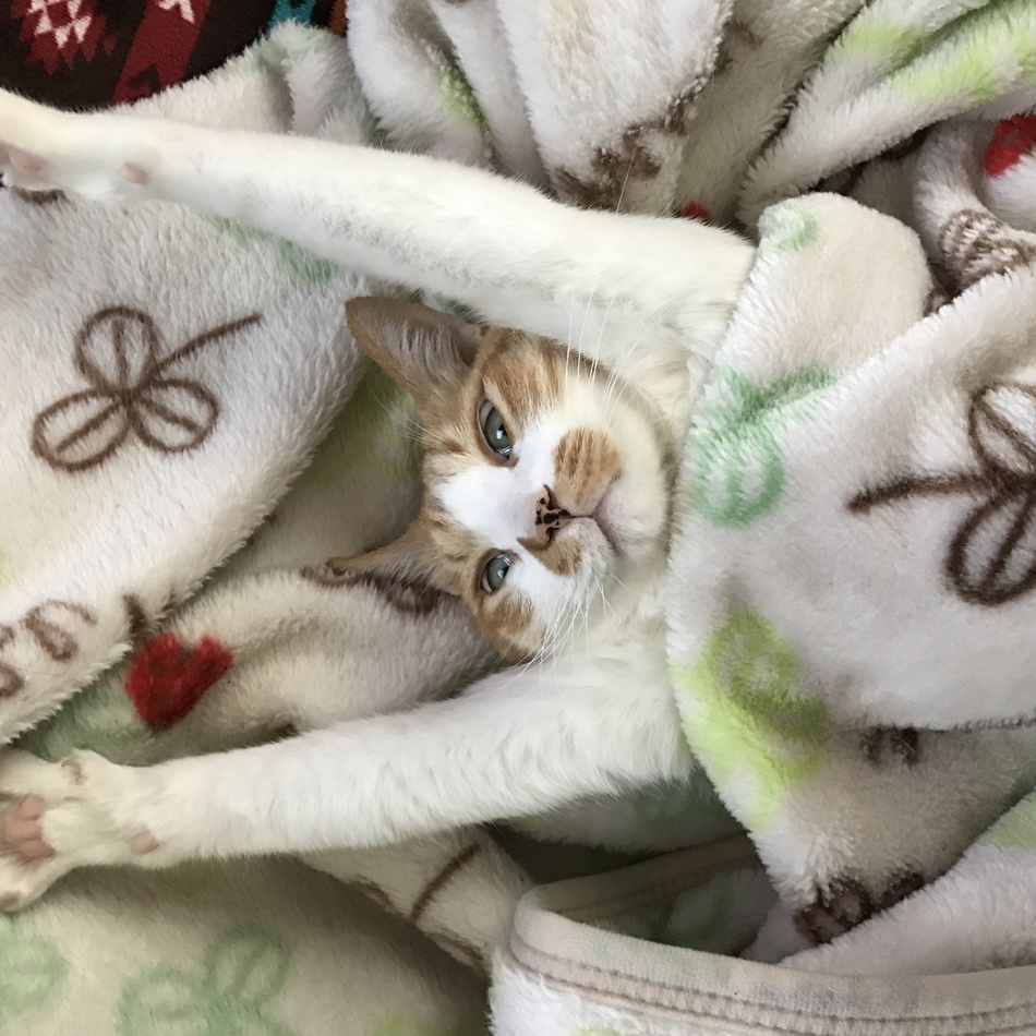 くーのカバー写真