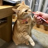ムーチャは卑しいので手が出ちゃう