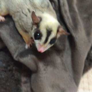 フクロモモンガの里親募集してます