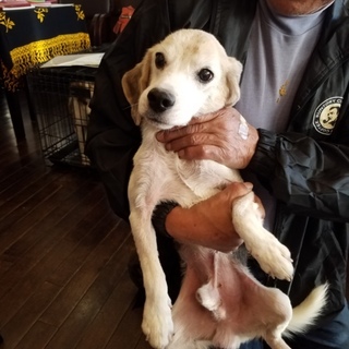 この子を助けてください。