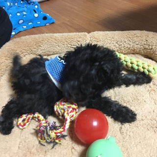 天真爛漫 ちっちゃなカロちゃん