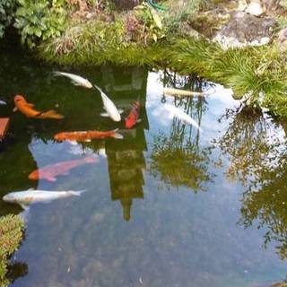 元気な錦鯉9匹、募集しています！