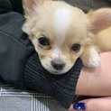 かわいいロングコートチワワの子犬の里親探してます