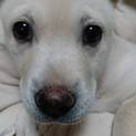 白い子犬