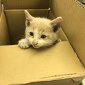 終身で飼える方お願いします。