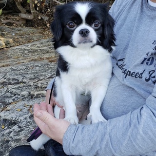 ミックス2歳女の子トライアル決定