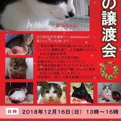 猫の譲渡会