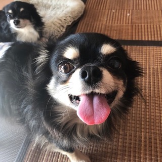 正式譲渡になりました