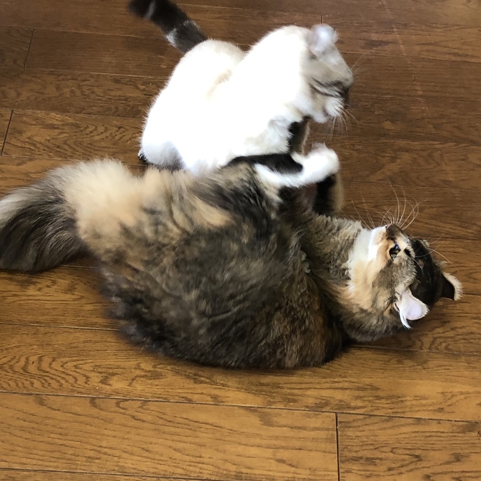 ライナのカバー写真