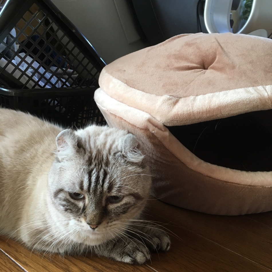 アンドレのカバー写真