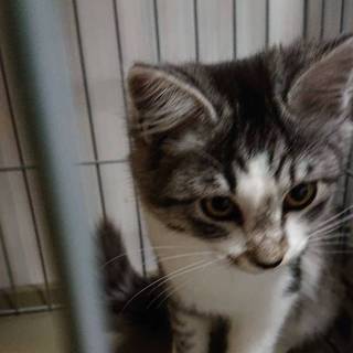 子猫保護しています。