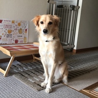 アリー