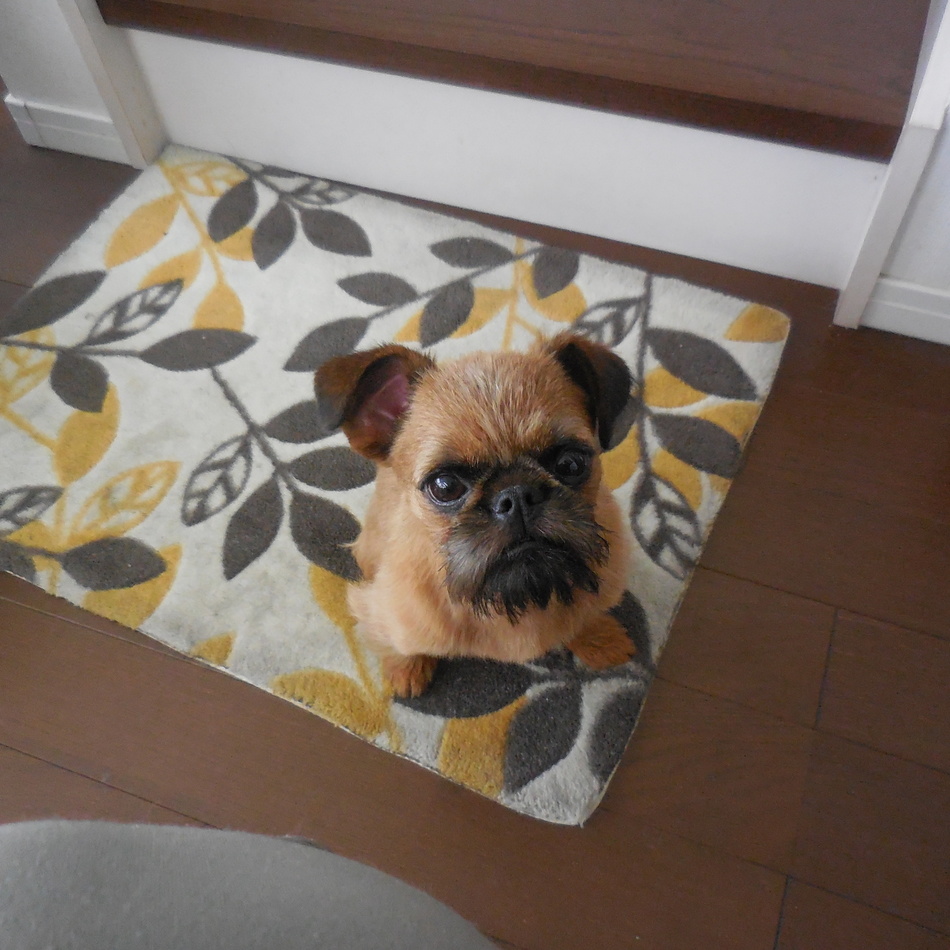 きののカバー写真