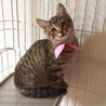 美人顔のキジトラ子猫ちゃんの家族募集‼︎ サムネイル5