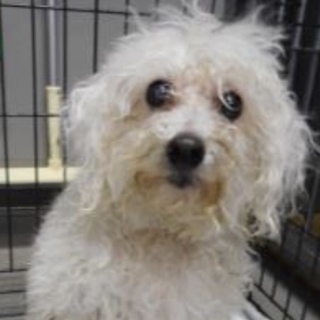 飼い主様のお迎えがありました。