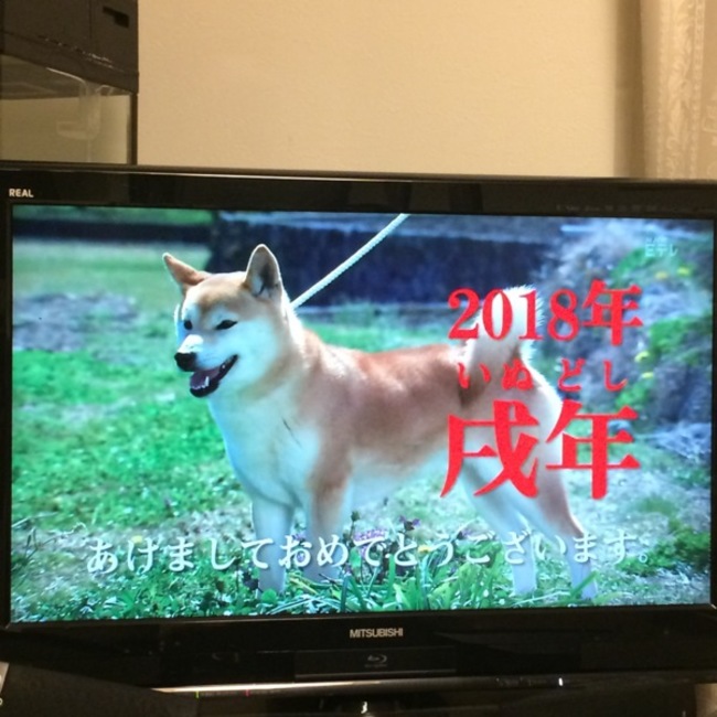 かた犬のカバー写真