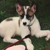 かた犬