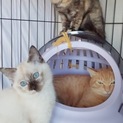 もふもふ兄妹みかんとマロンペアで