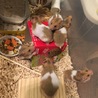 ゴールデンハムスターのこどもの里親さん募集 サムネイル5