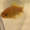 ☆小さくて元気なイエロー和金☆ サムネイル2