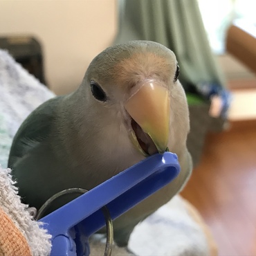 おでこの杏色が広がってきました！ぱっつん楽しみ〜