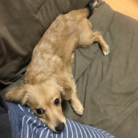 jack