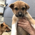 子犬の飼い主募集中