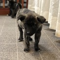 中型雑種の仔犬 とんちゃん