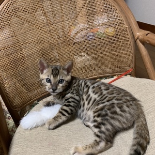 純血種ベンガル9月15日生まれです。