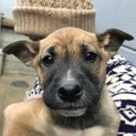 子犬の飼い主募集中