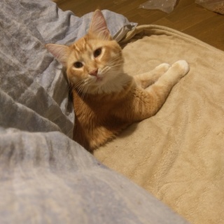 メインクーンの男の子具合悪く返信遅れます