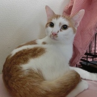 八朔４歳オス、優しく美男子の茶白