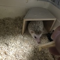 【急募】生後10ヶ月のハリネズミ