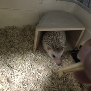 【急募】生後10ヶ月のハリネズミ