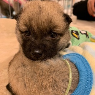 もみじくん 11月15日生まれ 1ヶ月