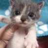 都内から2ヶ月グレーの女の子。 サムネイル2