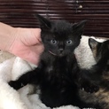 都内から2ヶ月黒猫の男の子。